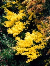 Acacia floribunda