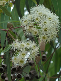 Angophora floribunda