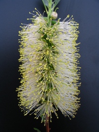 Callistemon citrinus White Anzac