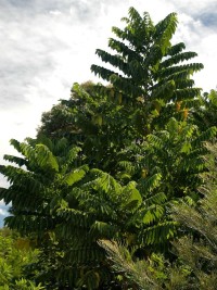 Dysoxylum mollissimum