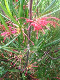 Grevillea dimorpha