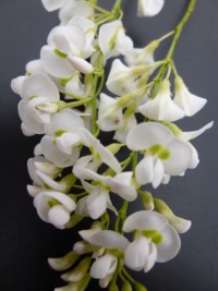 Hardenbergia violaceae alba