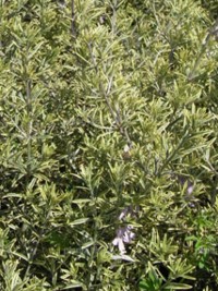 Westringia Sea Mist